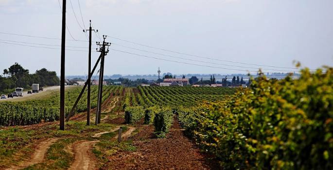 Из-за циклона на Кубани пострадали примерно 13,5 тысяч гектаров виноградников