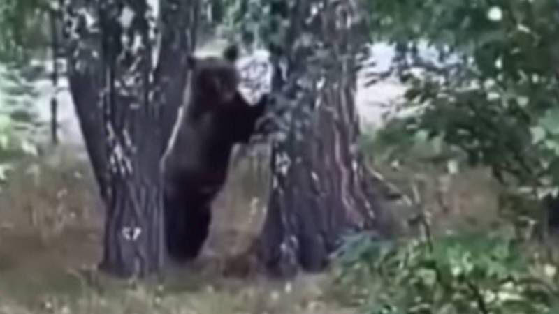 В Башкирии два медвежонка вышли к людям