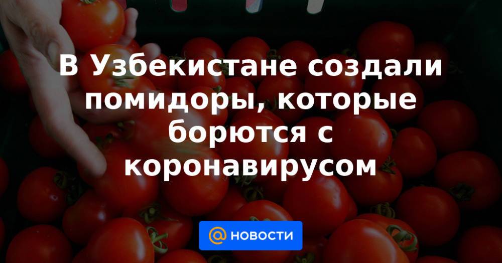 В Узбекистане создали помидоры, которые борются с коронавирусом