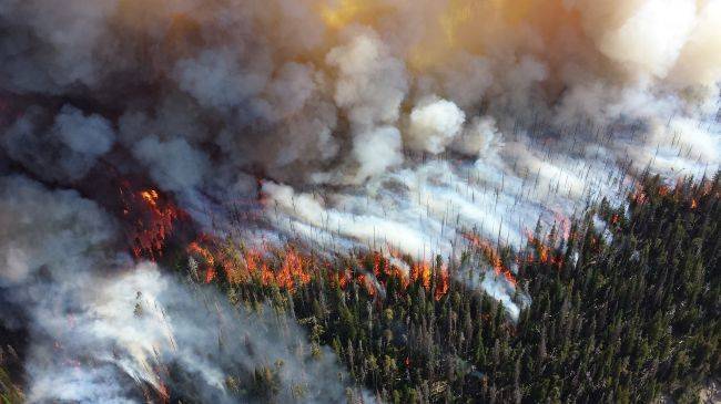 Площадь лесных пожаров в России сократилась до 240 тысяч гектаров