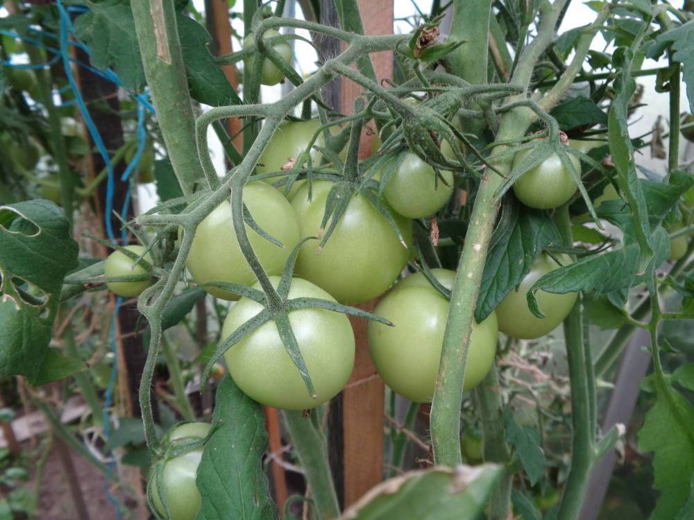 Лунный календарь садовода: собираем зелёные томаты