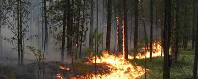 Из-за угрозы пожаров в Новосибирской области объявлено экстренное предупреждение