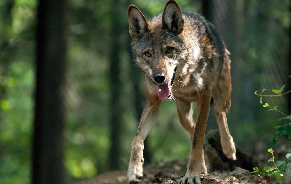 В Волгоградской области ввели карантин из-за волка с бешенством