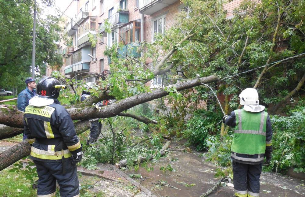 В Петербурге за время ливня 19 деревьев упало и 7 машин повреждено