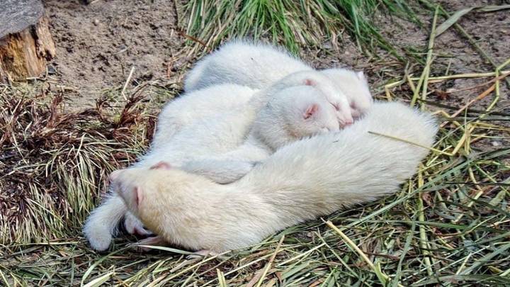 Новосибирский зоопарк показал фотографии хорьков-альбиносов