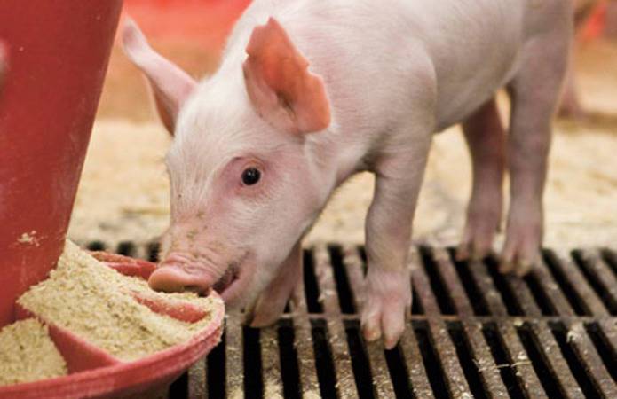 Эксперт: Возврат НДС забрал у свиноводов 2 грн/кг