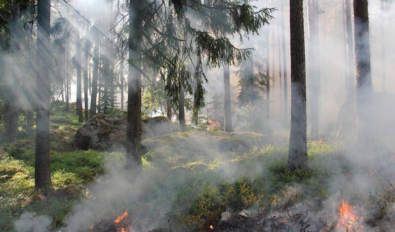 Пять лесных пожаров зарегистрировано в Башкирии за последние сутки
