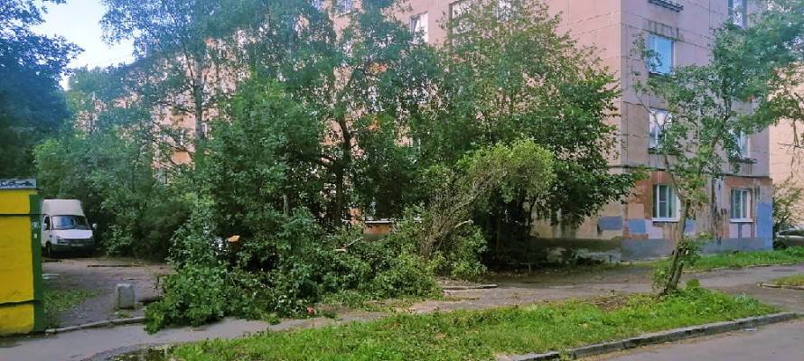 Жителей Петрозаводска предупреждают об опасности падения деревьев (ФОТО)