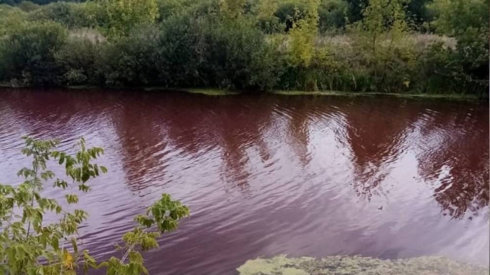 Вода в пруду в Воронежской области стала кроваво-красной