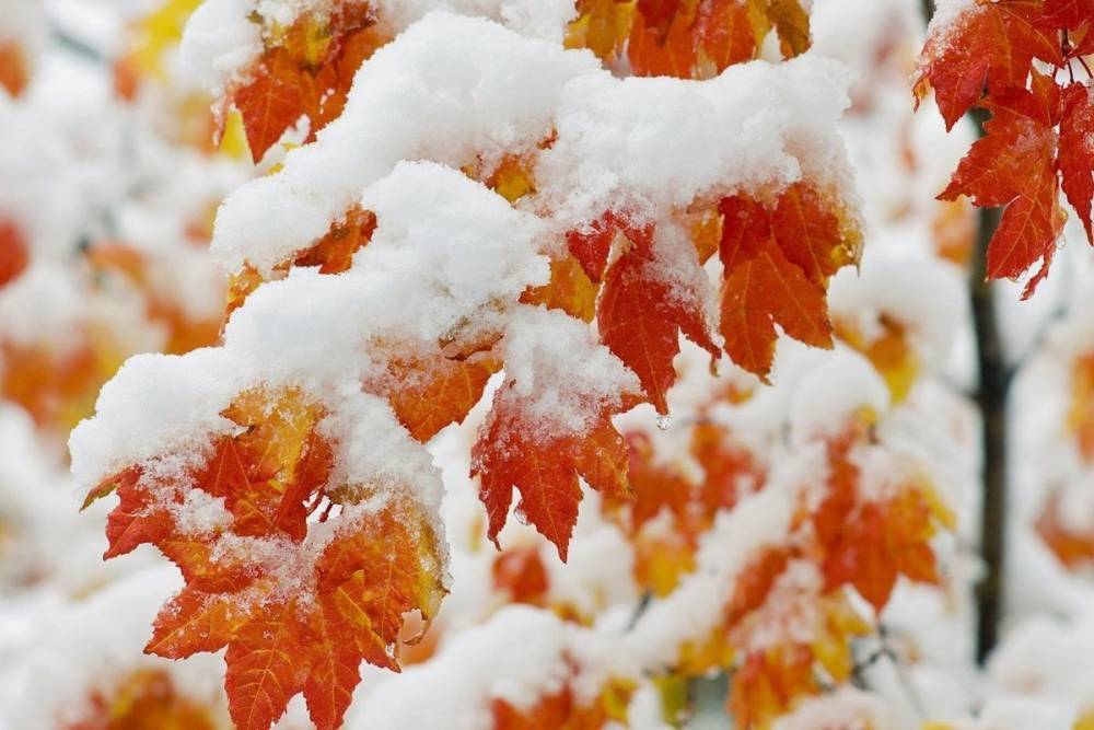 Синоптики пообещали, что в Тверской области в сентябре выпадет снег