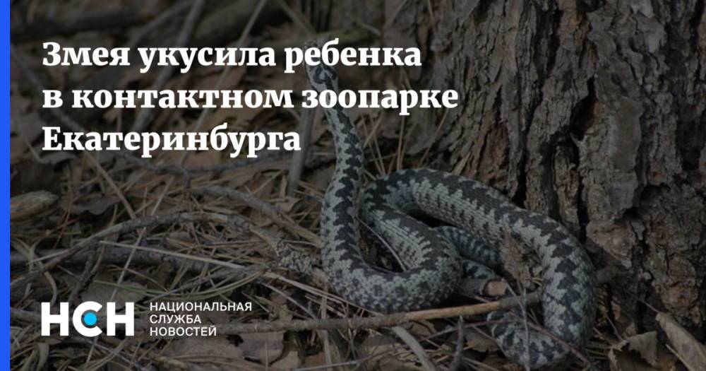 Змея укусила ребенка в контактном зоопарке Екатеринбурга