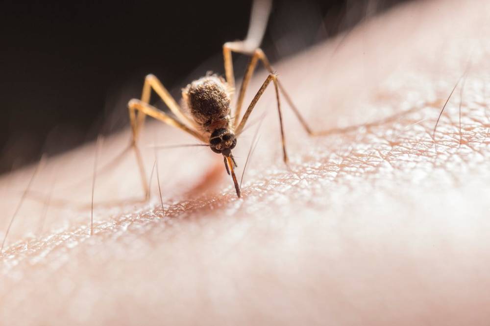 Роспотребнадзор сообщил об опасности комаров-переносчиков лихорадки Западного Нила