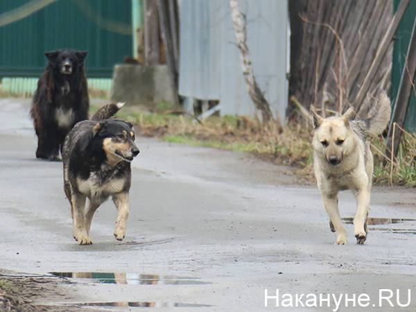 Количество домашних животных у россиян могут ограничить