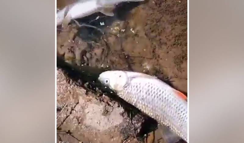 В Минэкологии Башкирии прокомментировали массовую гибель рыбы в реке Шугуровка