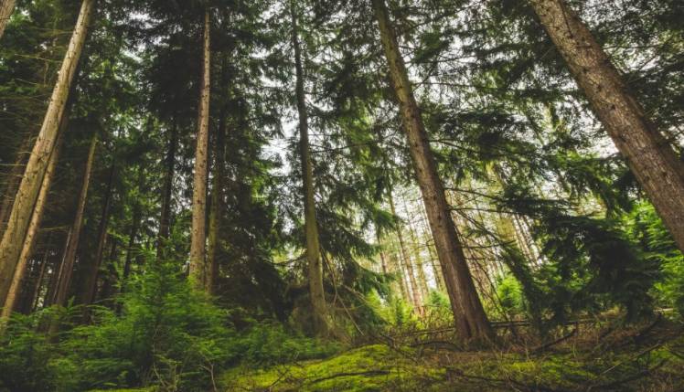 Ученые из России и Болгарии успешно испытали новую методику защиты лесов