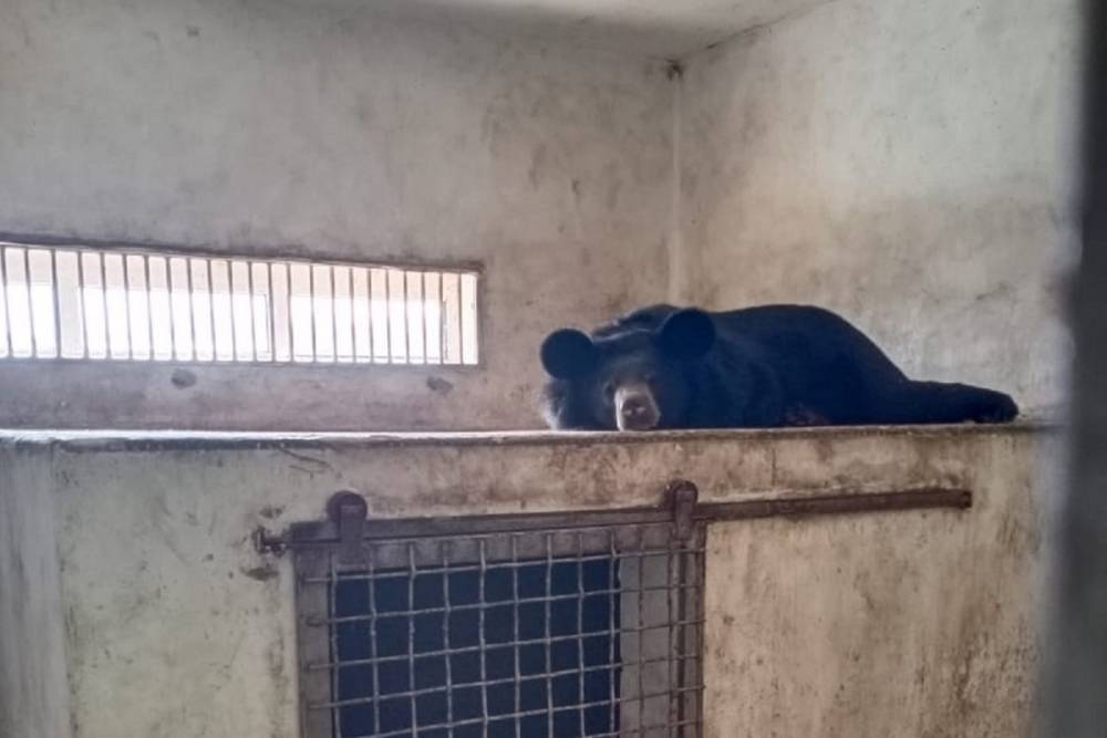 Гималайская медведица устроила переполох в белгородском зоопарке