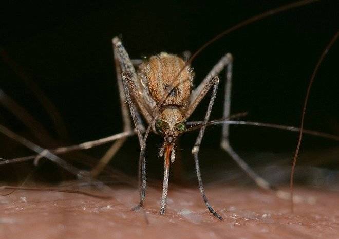 В России ожидается нашествие комаров – переносчиков лихорадки Западного Нила