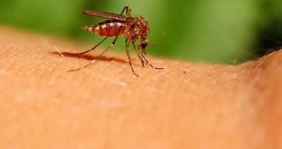 России не грозит нашествие комаров – переносчиков лихорадки Западного Нила – эксперт