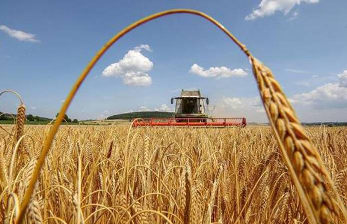 Названы хозяйства-лидеры по урожайности ранних зерновых на Львовщине