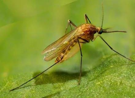 Будет теплая затяжная осень — россиян предупредили об опасности комаров