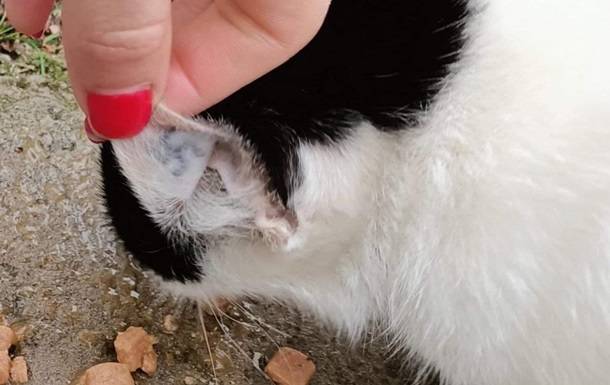 На Херсонщине заметили кота с татуировкой на ухе в виде нацистского символа