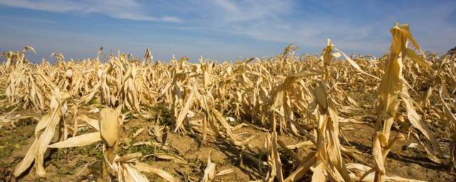 В Оренбургской области из-за жары и засухи погибло 13% посевов