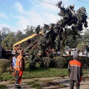 В Киеве в результате урагана повреждено 350 деревьев. Фото