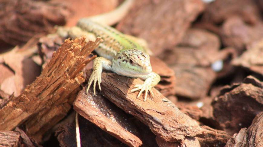 В Южной Америке обнаружили драконоподобных ящериц