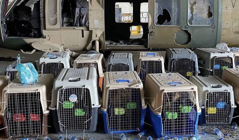 Американские военные бросили служебных собак в Афганистане