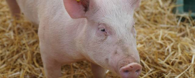 В Сычевке выявили случаи чумы у свиней, на въезде в село организованы пункты дезинфекции
