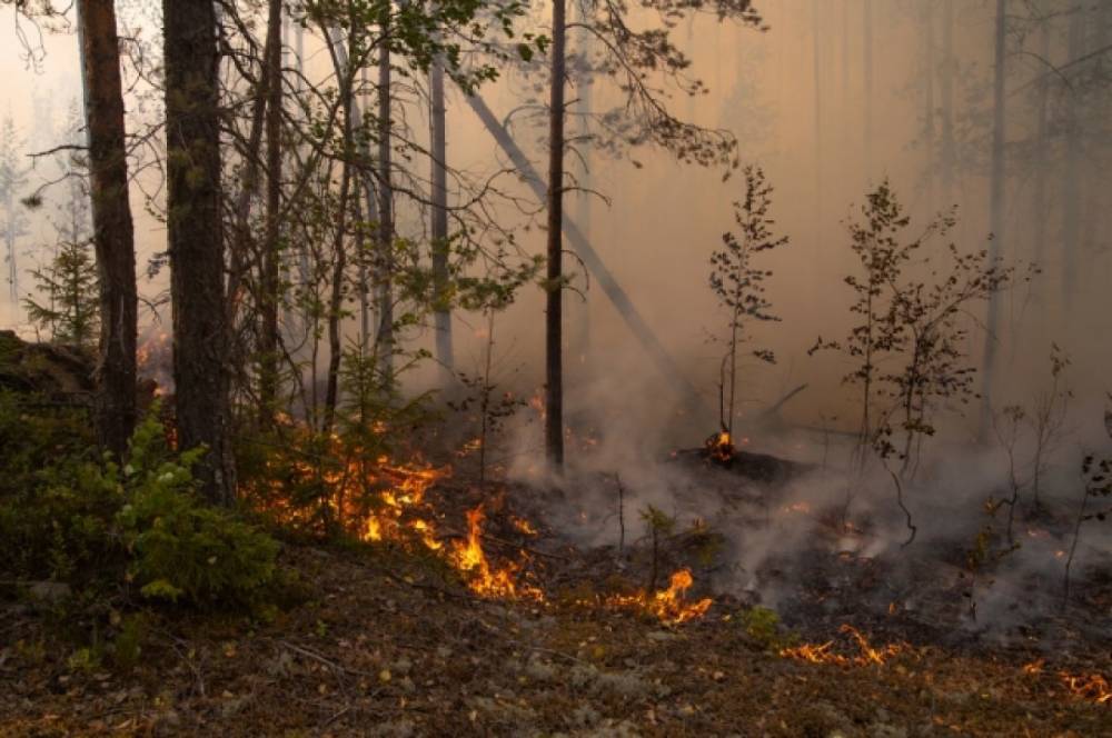 В РФ за сутки потушили 39 природных пожаров