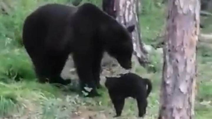 ЧП. "Вася, успокойся!": домашний кот спас семью от медведя