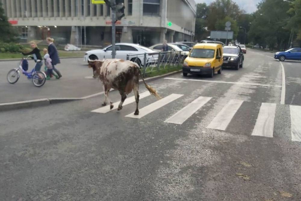Одинокая корова в Петербурге устроила гонки с автомобилистами на Софийской