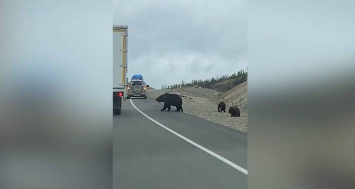 В Амурской области России медведица с детенышами вышла на трассу в поисках еды. Видео