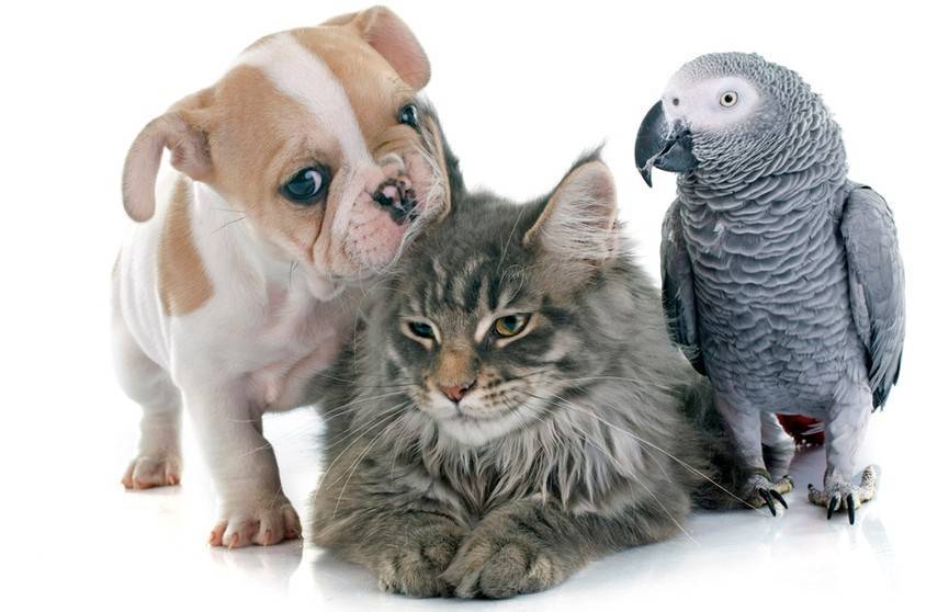 Попугай пристает к кошке и собаке. Посмотрите, что делают пушистые, чтобы птичка отстала! Будете хохотать! (ВИДЕО)