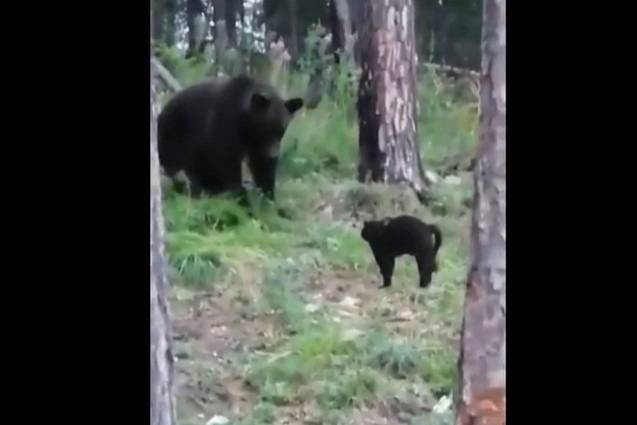 Российский домашний кот по кличке Вася прогнал дикого медведя. Хозяева сняли видео