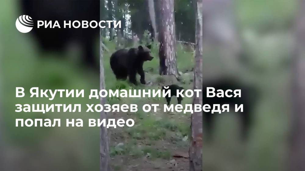 В Якутии домашний кот Вася не подпустил медведя к хозяевам и попал на видео