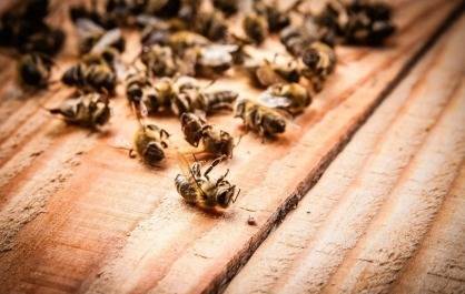 В Красноярском крае умерло два миллиона пчел. СКР проводит проверку