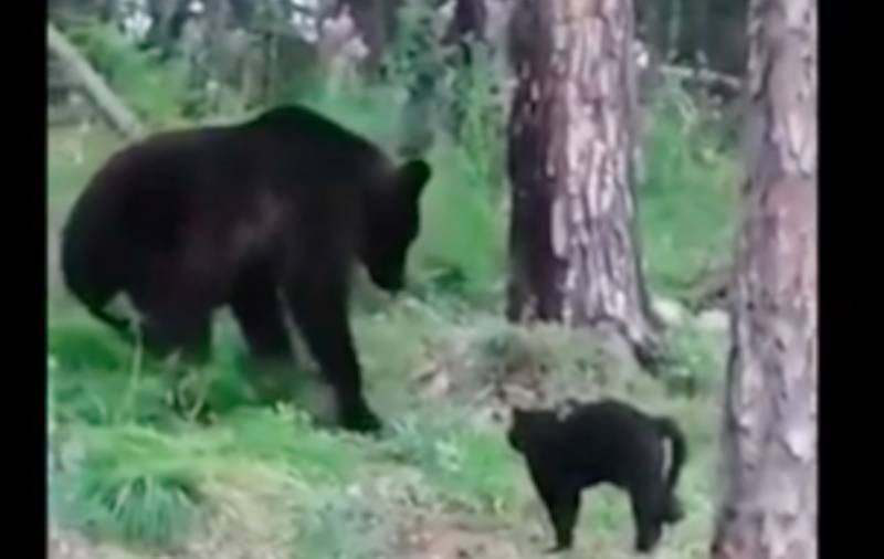 «Вася, успокойся, не надо нам столько мяса!»: отважный деревенский кот прогнал медведя и спас хозяев