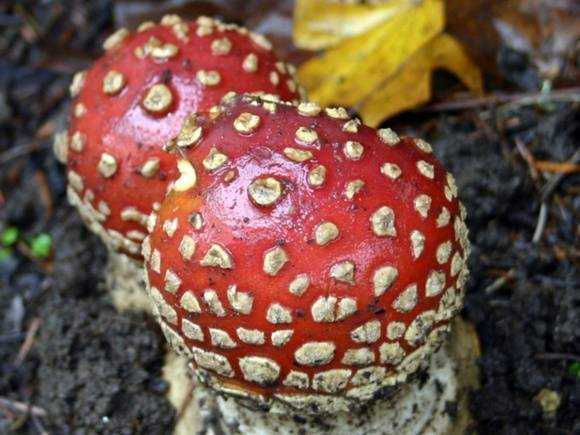 Миколог Вишневский назвал тройку смертельно опасных грибов Подмосковья