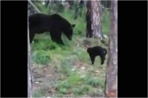 В Бодайбо бесстрашный кот прогнал медведя от хозяев (видео)