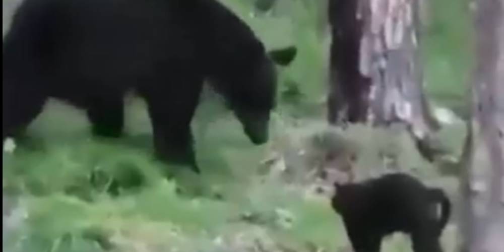 Домашний кот в Якутии прогнал медведя и спас своих хозяев
