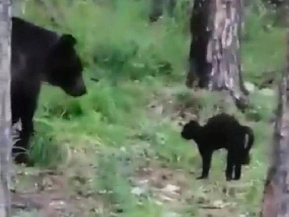 «Вася, успокойся»: видео о противостоянии кота и медведя стало интернет-хитом