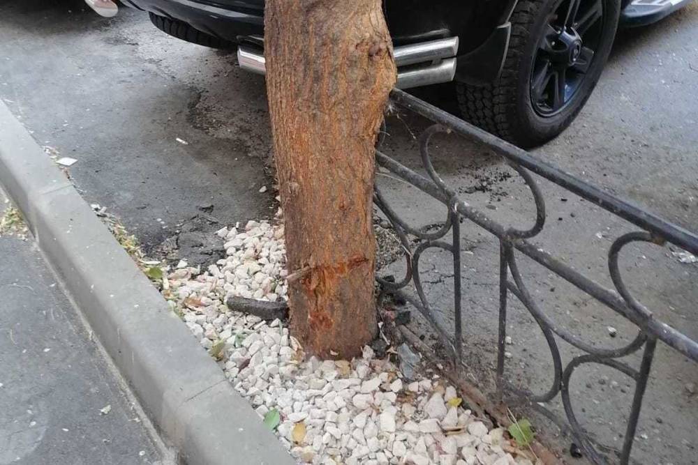 Горожане вскрыли новый способ уничтожения деревьев на улицах Саратова