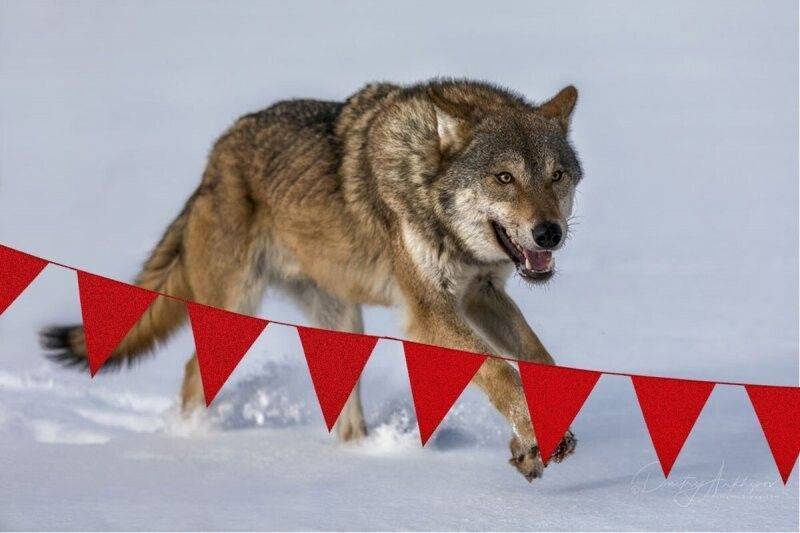 Почему волки так боятся красных флажков