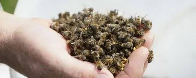 В Красноярском крае СКР начал проверку после массовой гибели пчел