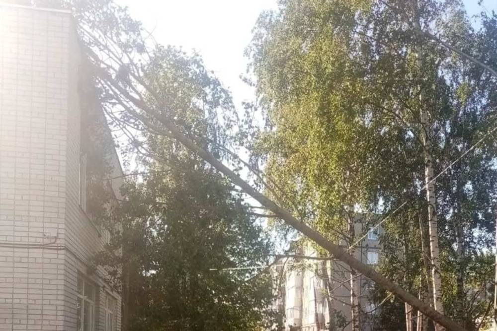 Дерево обрушилось на детский сад в столице Карелии