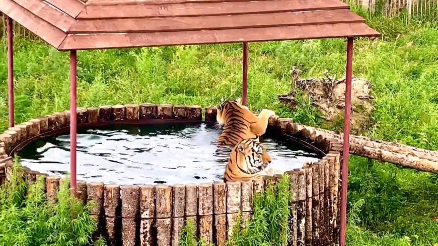 СПА для тигров: во Владивостоке хищники спасаются от жары в бассейне