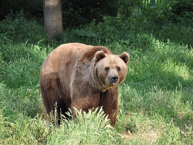 Пара туристов на Таганае шокировали медведя