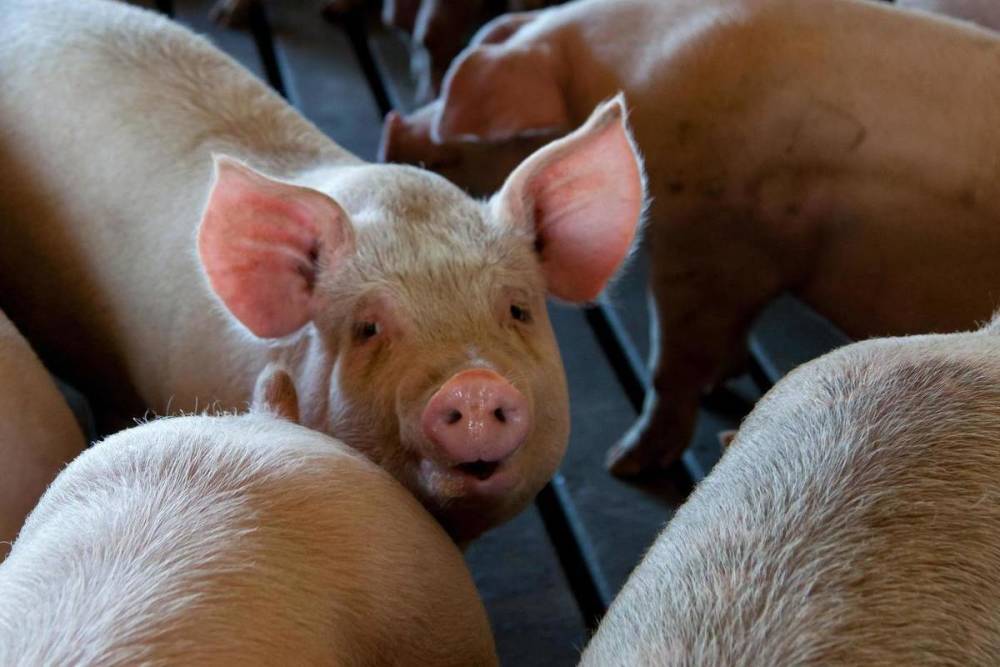 200 человек лишились работы из-за вспышки чумы свиней в Псковской области